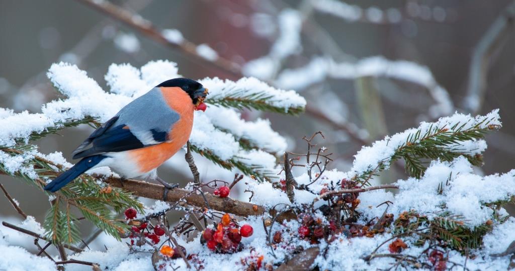 К зиме готовы: специалисты Мосприроды рассказали, как растения и животные встретили морозы   - фото 1