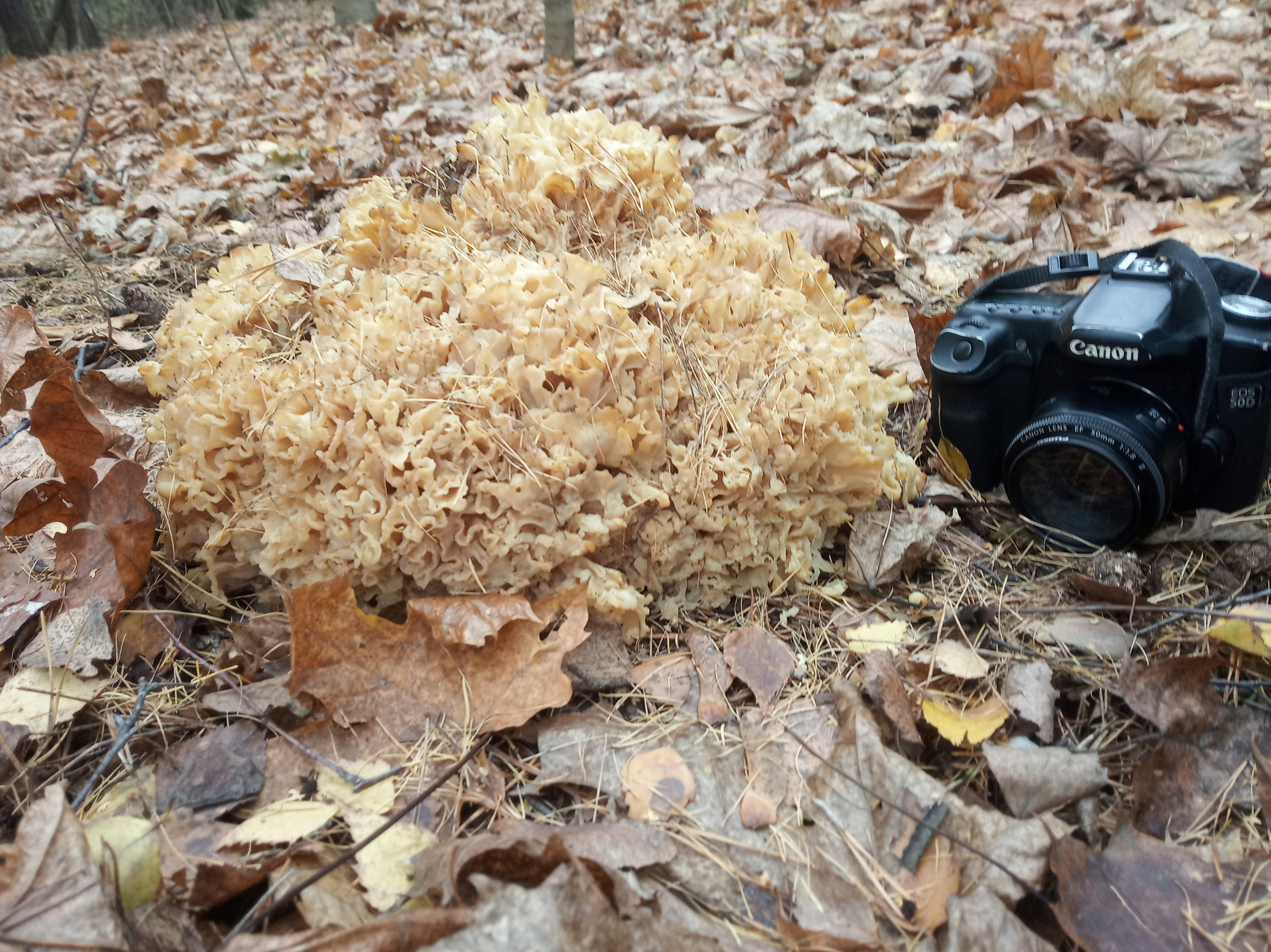 Царь-гриб: специалисты Мосприроды рассказали о краснокнижной находке - фото 1