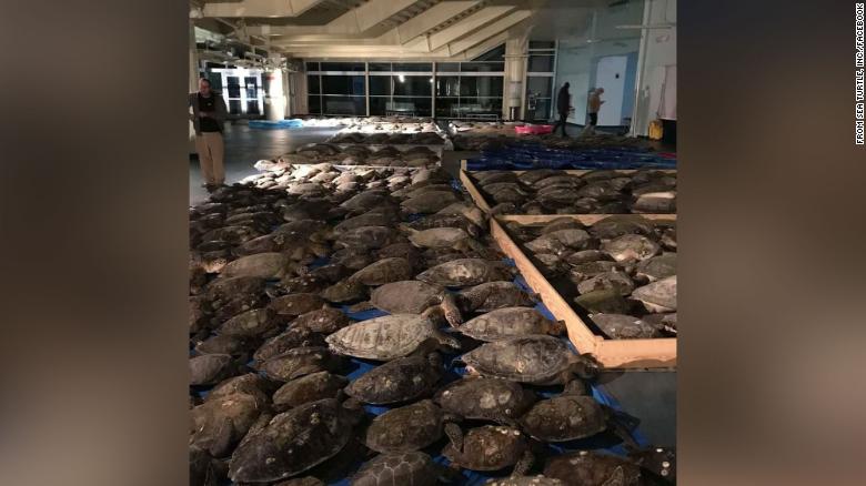 CNN: Тысячи черепах были спасены из ледяной воды в Техасе - фото 2