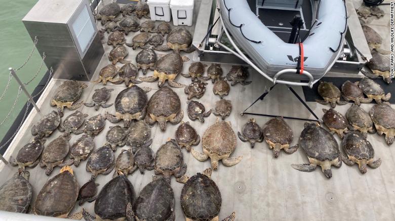 CNN: Тысячи черепах были спасены из ледяной воды в Техасе - фото 1