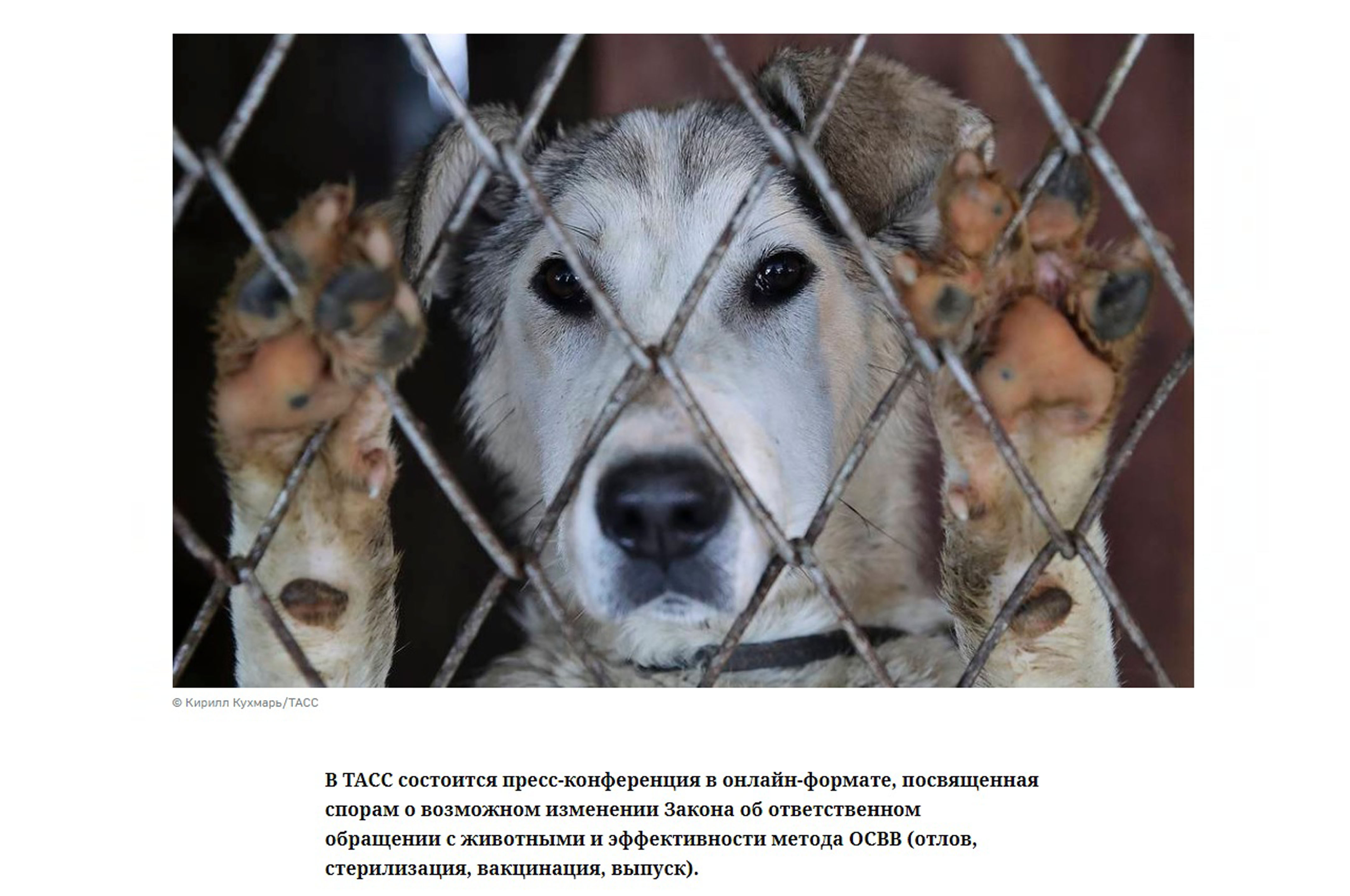 Закон об ответственном обращении с животными будет донастраиваться - фото 1
