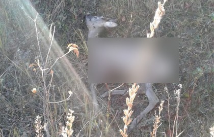 Бездомные собаки загрызли косулю и лебедя в Калуге - фото 1