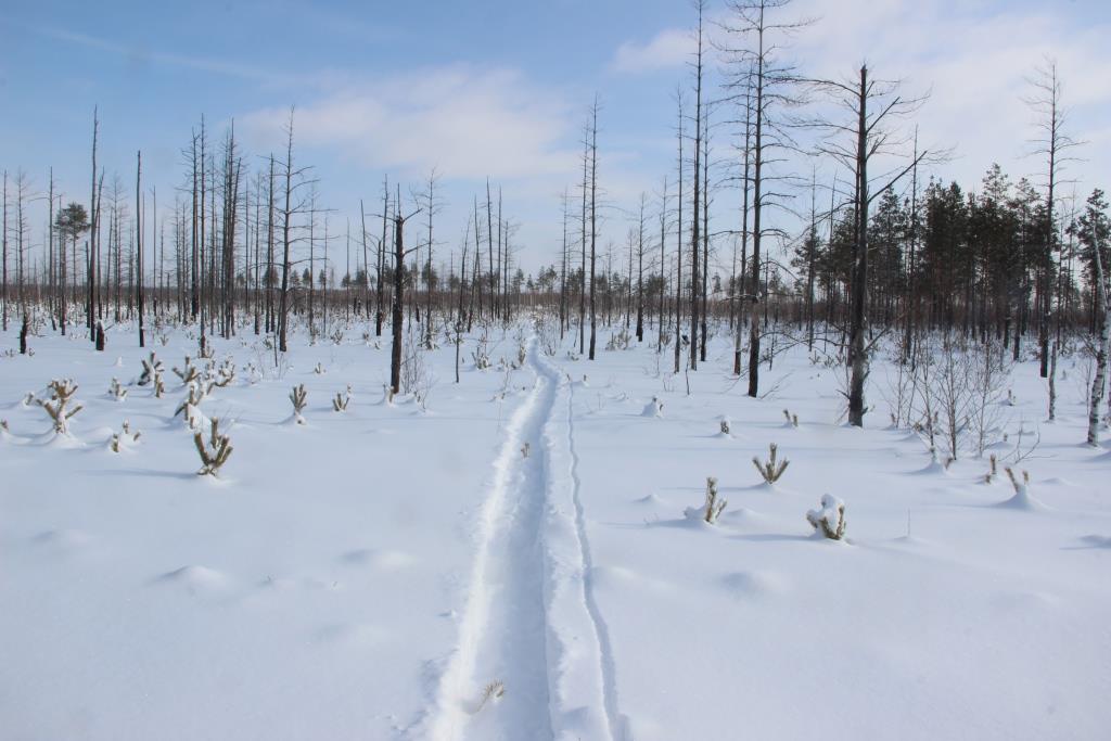 Результаты зимних маршрутных учетов животных в Керженском заповеднике - фото 2
