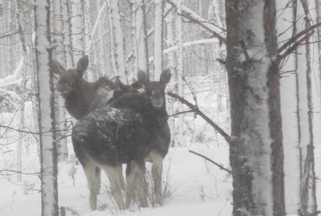 Результаты зимних маршрутных учетов животных в Керженском заповеднике - фото 3