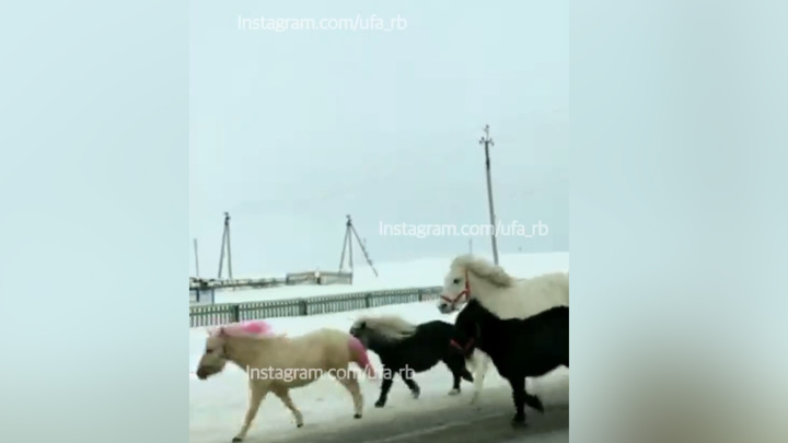 Сбежавшие пони устроили скачки на оживленной трассе в Башкирии: ВИДЕО - фото 1