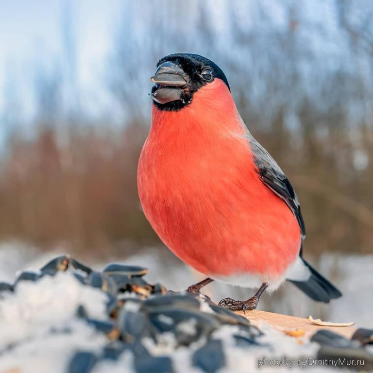 СнегирьGO: на фотоохоту красногрудых птиц вышли около 400 человек  - фото 3