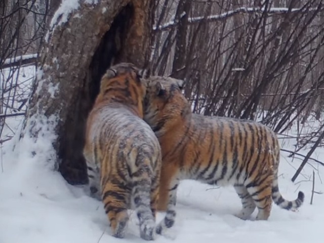 Жизнь "президентских" тигров запечатлели фотоловушки в ЕАО  - фото 1