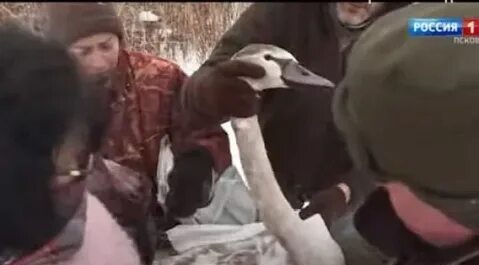Женщина приютила замерзших лебедей в Псковской области - фото 1
