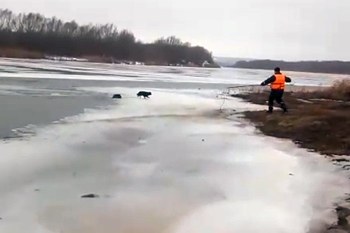 Собаки пытались спасти тонувшую в реке Дон подругу (видео) - фото 1