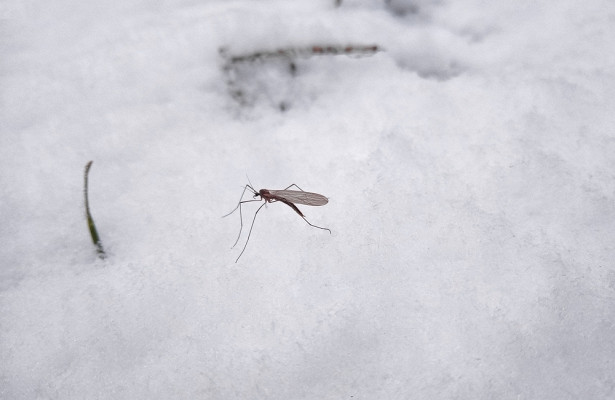 Зимние леса России наводнили комары-шатуны  - фото 1