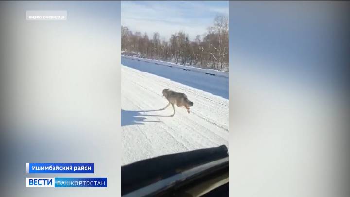 В Башкирии сняли на видео бегущих по трассе волков - фото 1