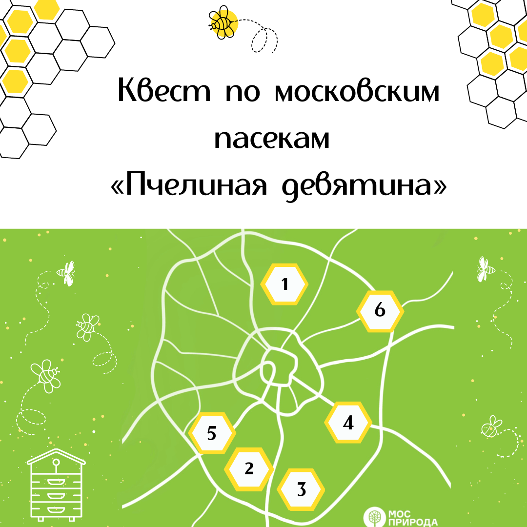 Пчелиная девятина: Мосприрода проведет интеллектуальный квест по московским пасекам - фото 1