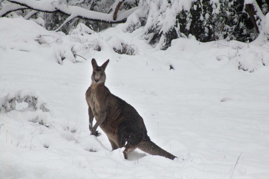 Снег в Австралии заставил кенгуру проверить шубы на прочность - фото 1