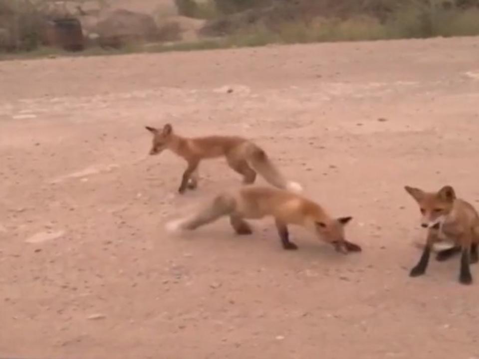 Дикие животные бегут из горящей сибирской тайги (видео) - фото 1