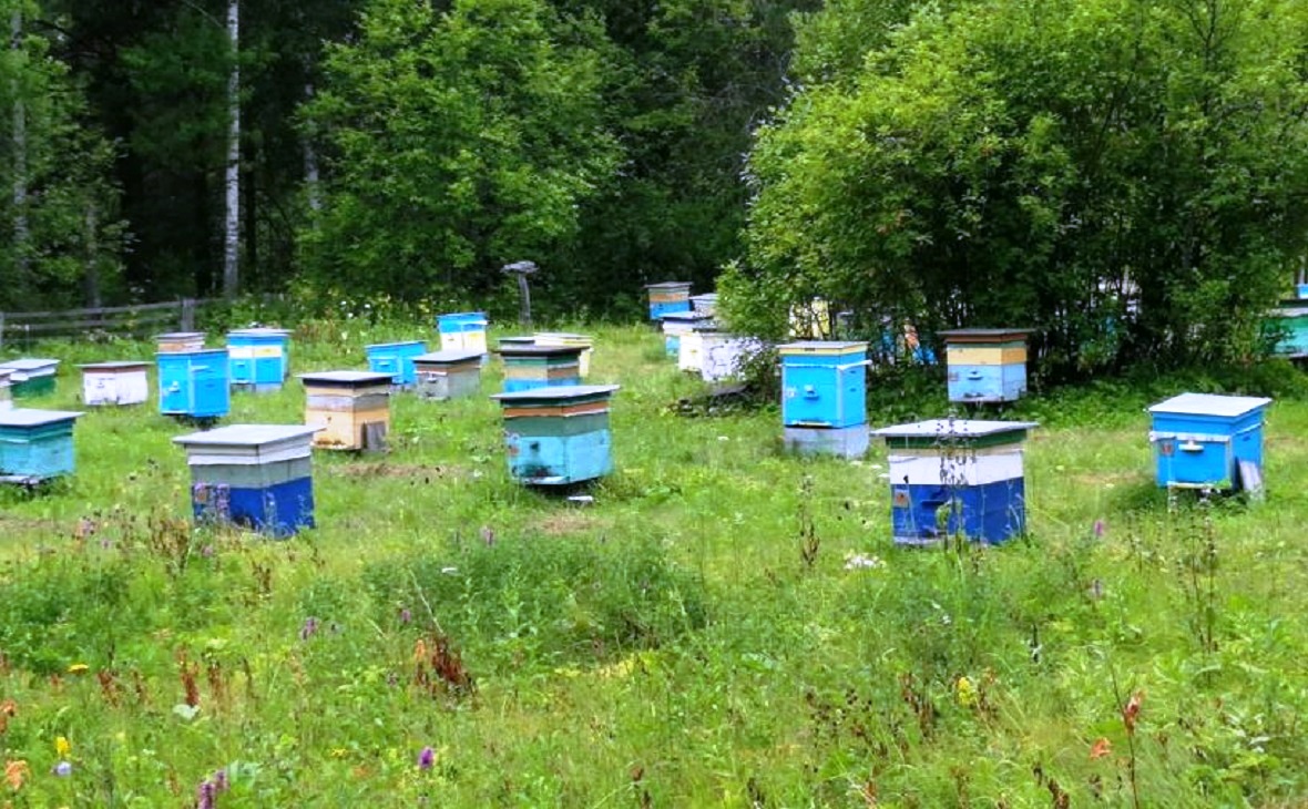 В Башкирии пытаются спасти от массовой гибели бурзянскую пчелу  - фото 1