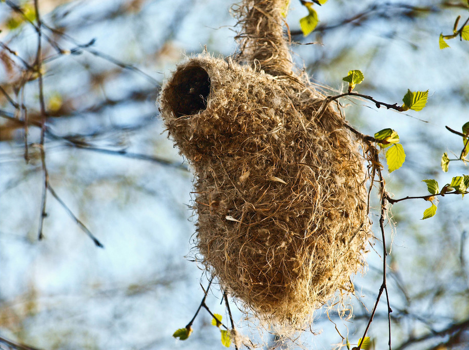 На окраине Твери обнаружено странное «шерстяное» гнездо - фото 1