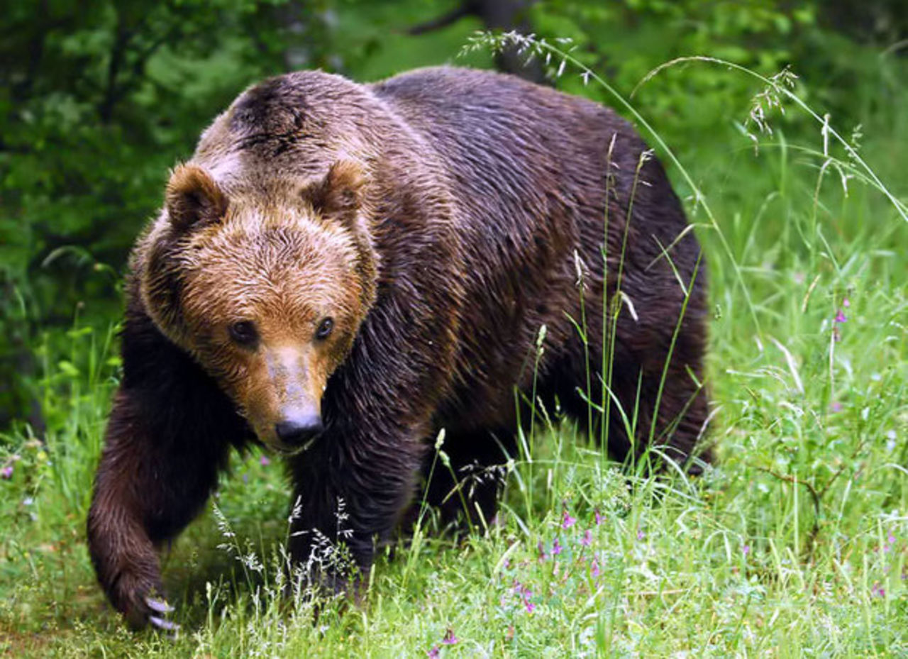 Оголодавшие медведи нападают на жителей Дальнего Востока - фото 5