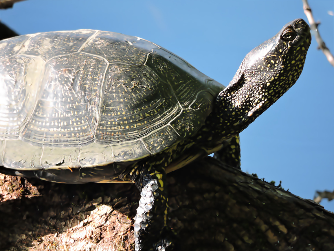 10Болотная черепаха. Фото Алексея Стефанова