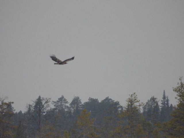 В Онежском Поморье обнаружены новые гнёзда скопы и места обитания орлана-белохвоста - фото 2