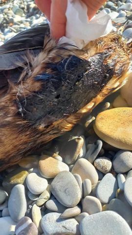 Корреспондент «ЭкоГрада» Евгений Витишко обратил внимание на бедственное положение птиц на пляжах Туапсе - фото 1