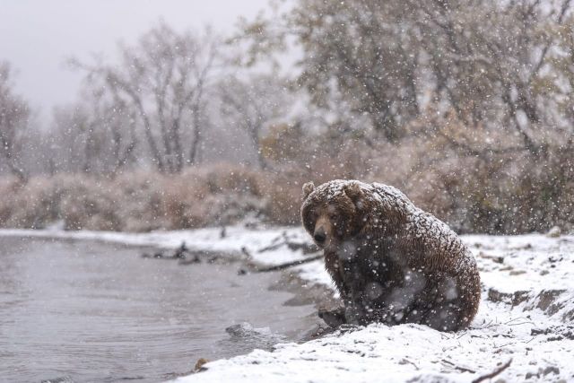 Медведи в районе Курильского озера массово гибнут от неизвестного заболевания  - фото 1