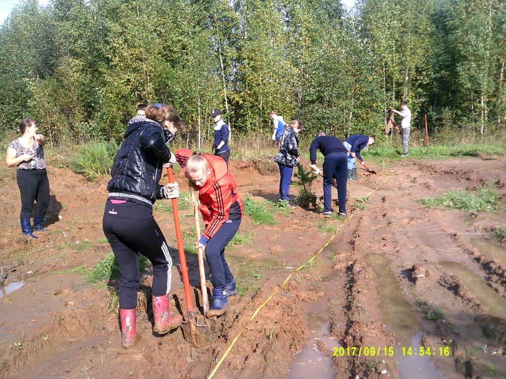 Юные лесоводы Ярославского края провели  осеннюю акцию «Живи, лес!» - фото 7