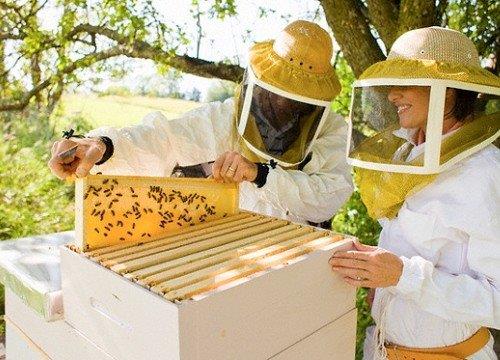 Пчелиная пасека взамен заросших сельхозполей Ярославского региона - фото 2