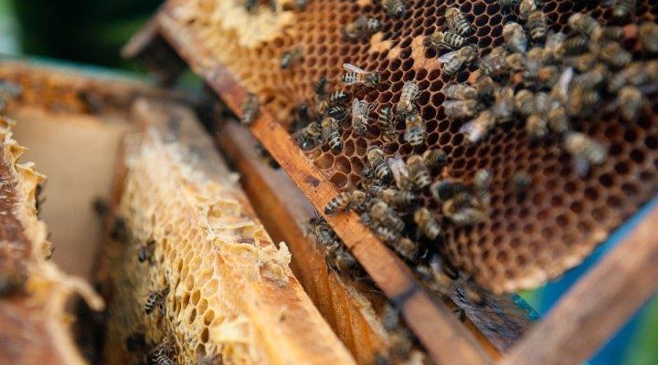 Пчелиная пасека взамен заросших сельхозполей Ярославского региона - фото 1