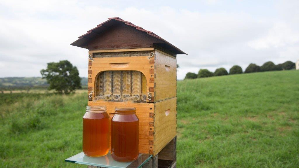 Пчелиная пасека взамен заросших сельхозполей Ярославского региона - фото 7