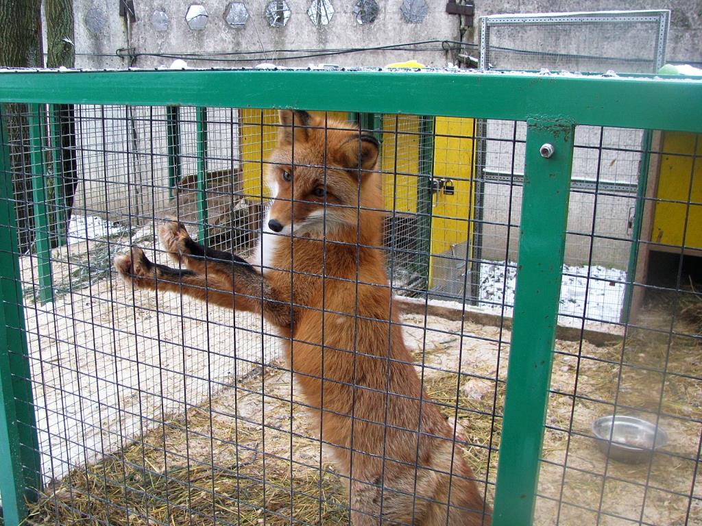 Пресс-тур в Центр реабилитации диких животных ДПиООС - фото 1