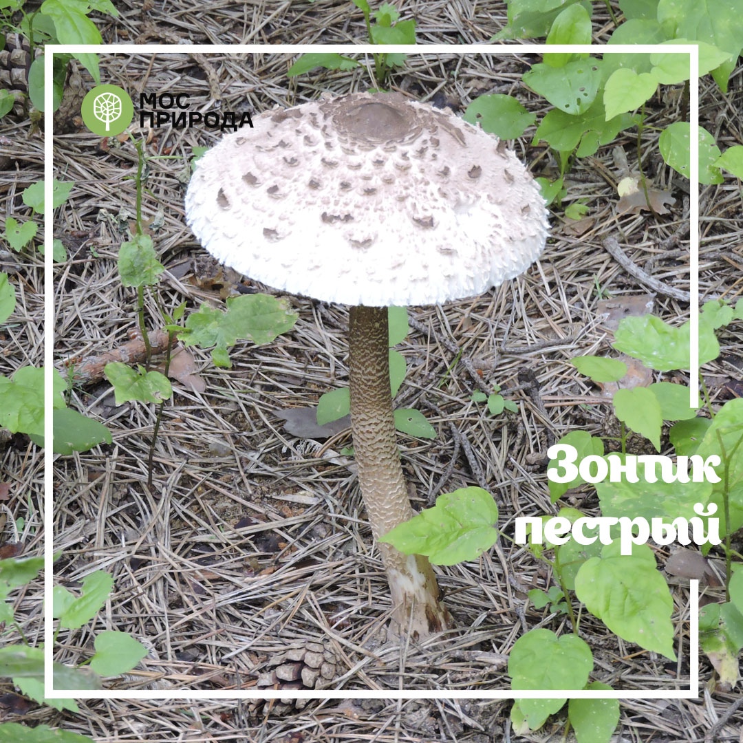 Грибной фотосезон: на особо охраняемых природных территориях Москвы запрещён сбор грибов - фото 3