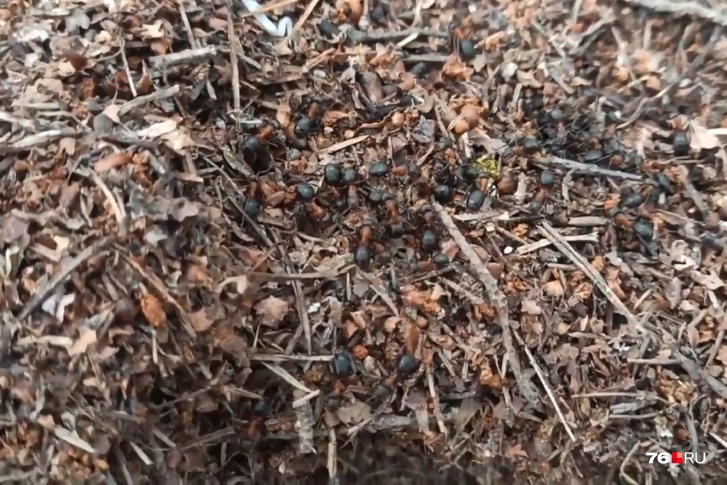 Как бороться с муравьями в саду - фото 1