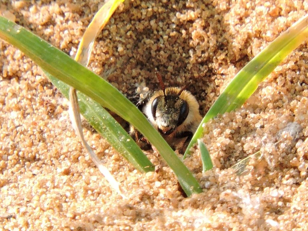 Мохноногая пчела: в Кузьминках обнаружено редкое насекомое  - фото 1