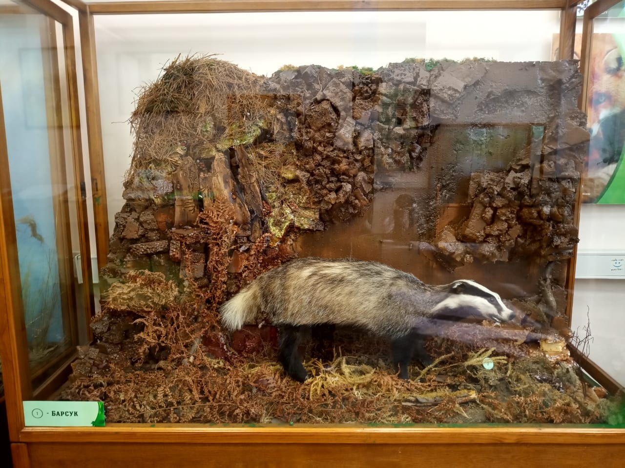 Музей природы при экоклассе в Куркино отметит 5-летний юбилей - фото 5
