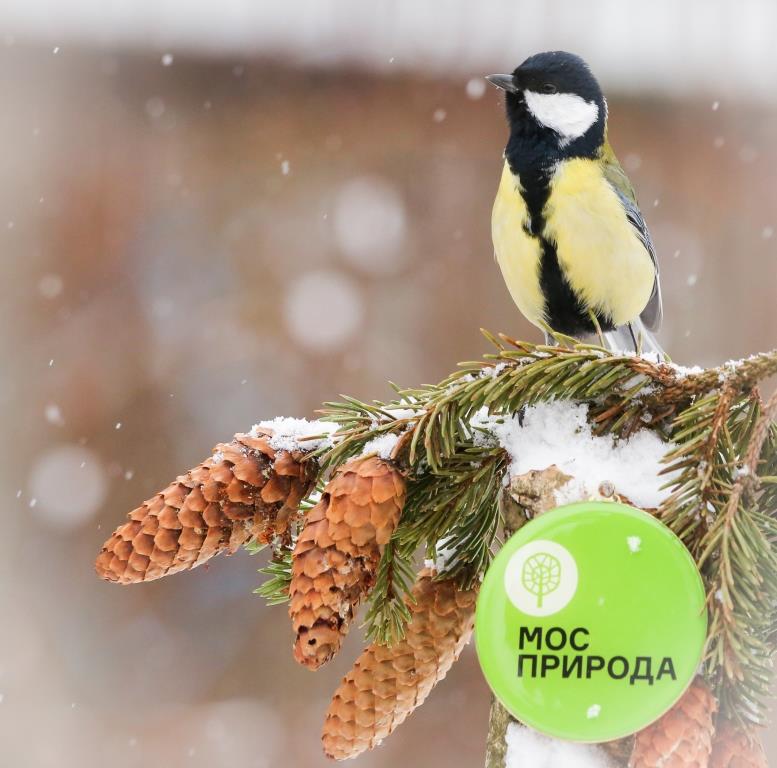 8 лет Мосприроде: природоохранное учреждение Москвы основано 3 февраля 2014 года - фото 1