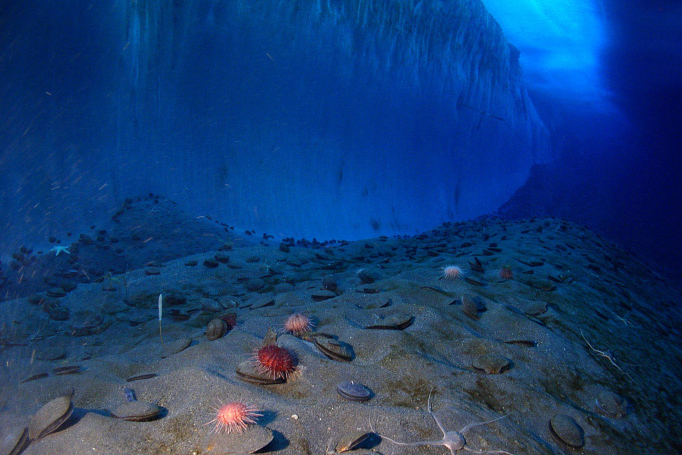 Под толщей льда в Антарктике найден живой подводный мир - фото 1