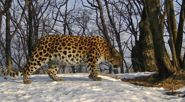 Считавшаяся погибшей самка дальневосточного леопарда жива и прекрасно себя чувствует - фото 1