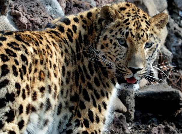 Считавшаяся погибшей самка дальневосточного леопарда жива и прекрасно себя чувствует - фото 2