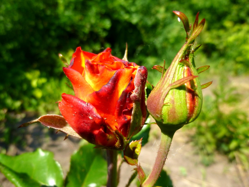 Как нежно розы расцвели... - фото 5
