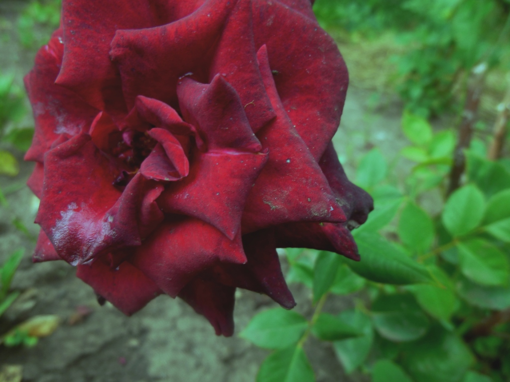 Как нежно розы расцвели... - фото 46