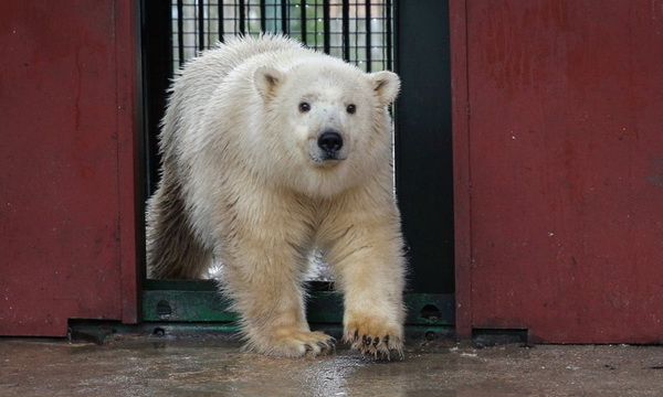 Спасенная медведица ждет гостей из «Единой России» - фото 1