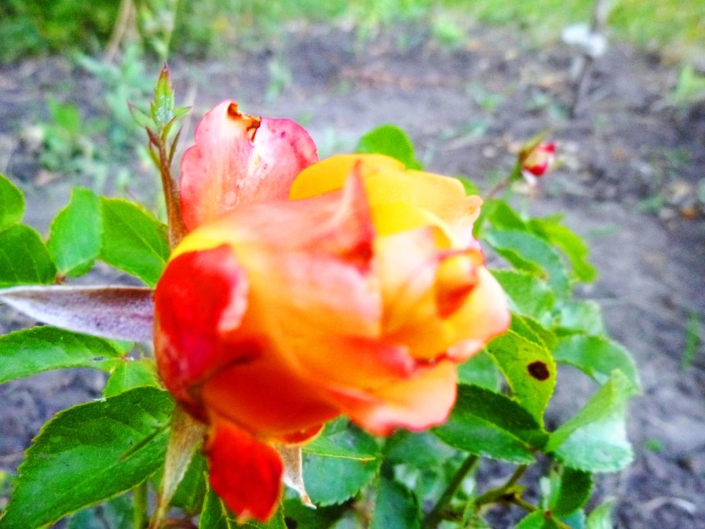 Осенние розы - фото 7