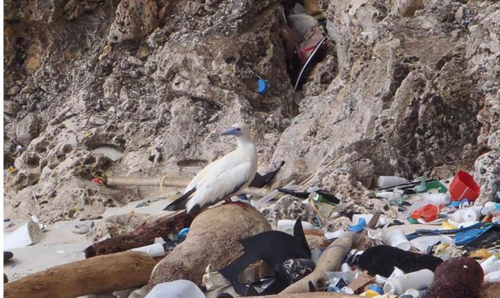 Океанологи: В Баренцевом море сейчас по меньшей мере 36 тысяч тонн мусора - фото 3