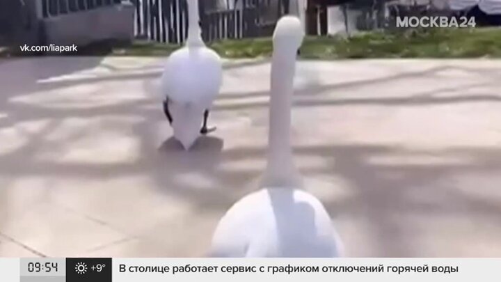 Лебеди вернулись в пруд Московского НПЗ с приходом тепла - фото 9