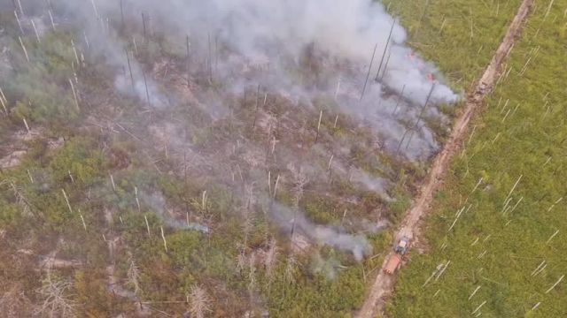 Министр Александр Козлов поделился видео с лесными пожарами в Рязанской области - фото 1