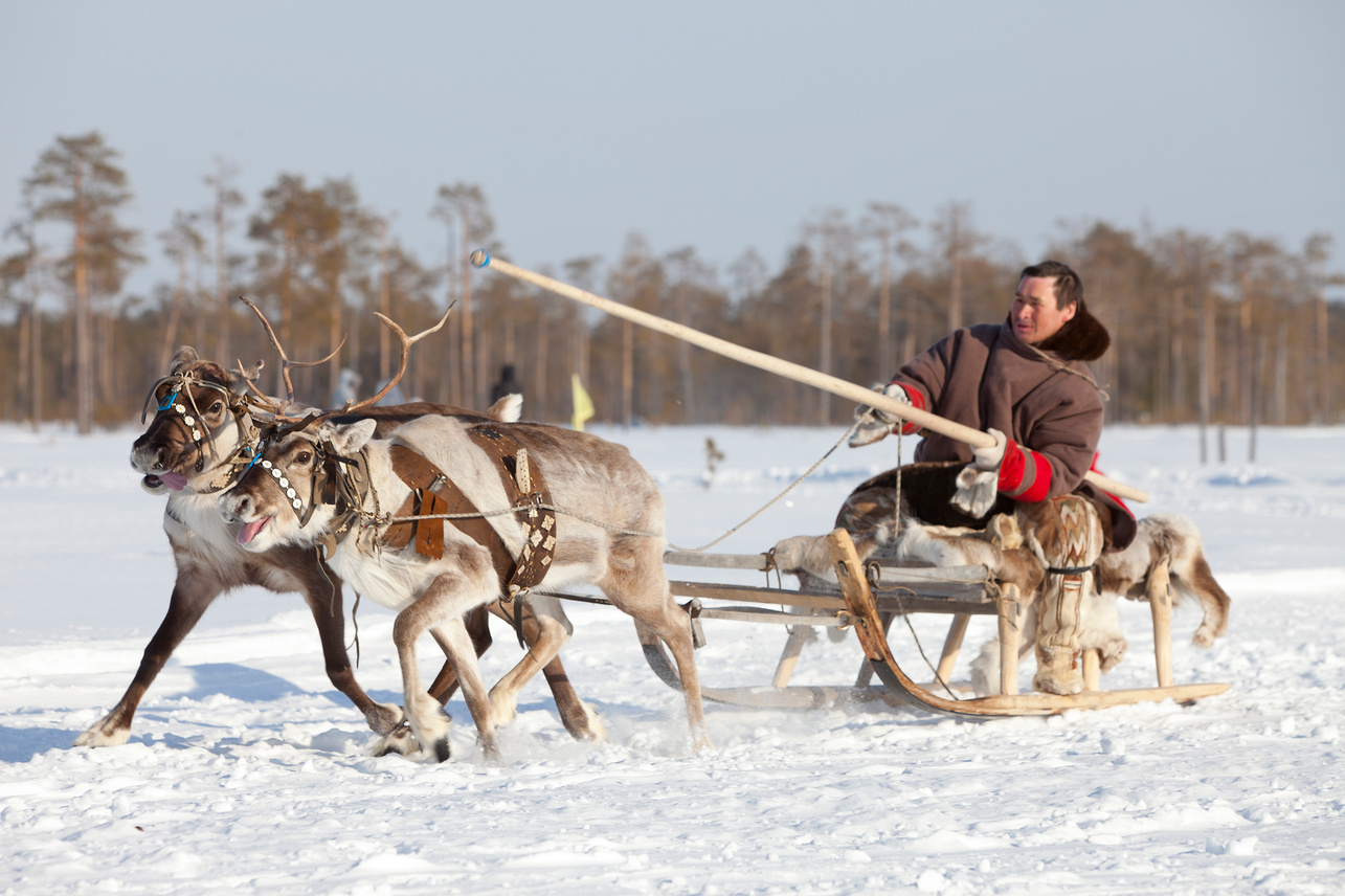 Международный чемпионат по традиционному оленеводству  состоится 15–19 марта в Якутии - фото 1