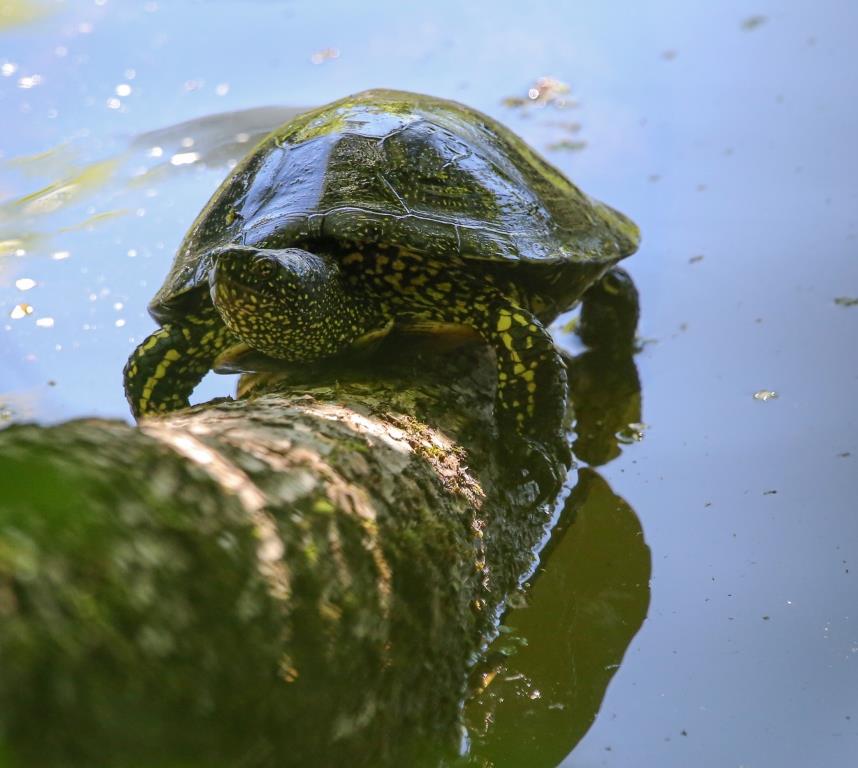 В природном заказнике «Долина реки Сетунь» поселилась болотная черепаха - фото 1
