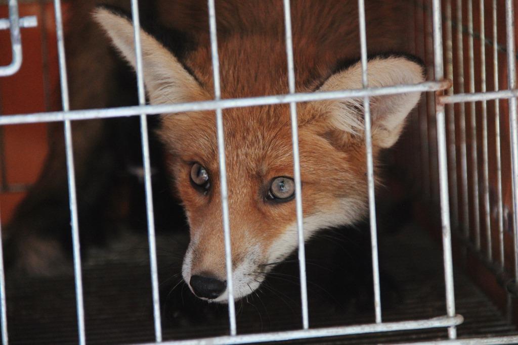 Барсук, енотовидная собака и лисы: благодаря специалистам животные получили второй шанс на свободную жизнь в дикой природе - фото 1