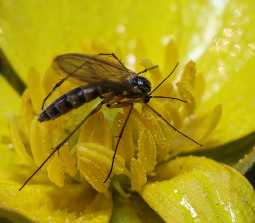 Экосредства от комаров: Мосприрода рассказала об экологичной защите от назойливых насекомых - фото 1