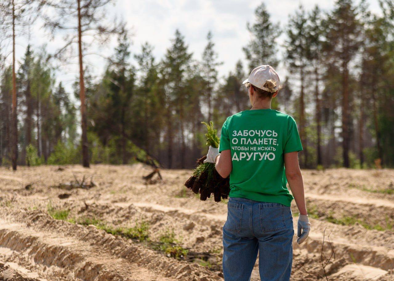 «РусКлиматФонд» подвел итоги очередного сезона посадок деревьев в российских регионах - фото 2